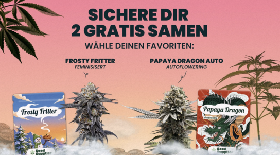 Seed Supplier bietet die Möglichkeit, zwei kostenlose Cannabis-Samen zu ordern. Interessierte können einfach ihren Favoriten...